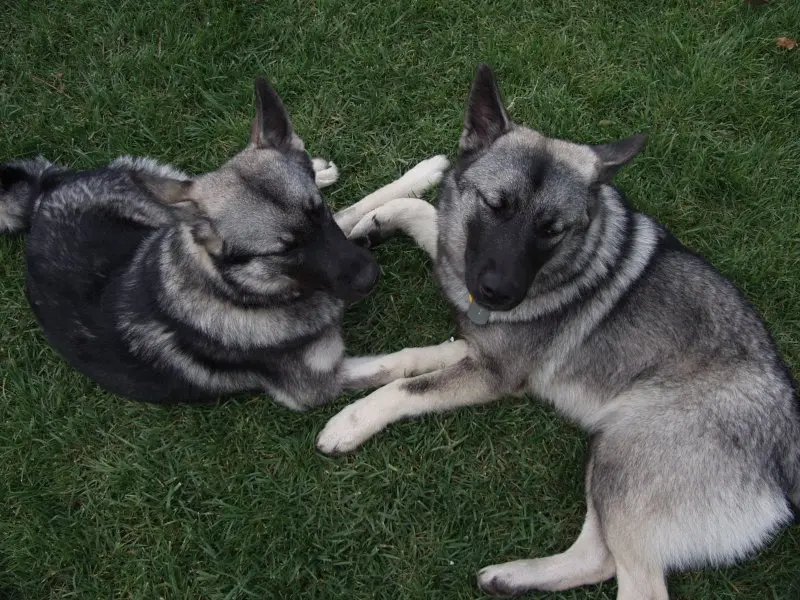 Hình ảnh chó Norwegian Elkhound 13