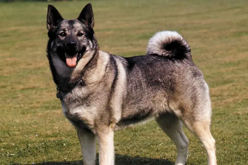 Hình ảnh chó Norwegian Elkhound 14