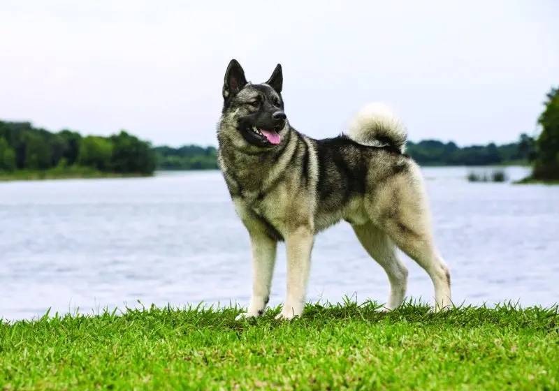 Hình ảnh chó Norwegian Elkhound 15