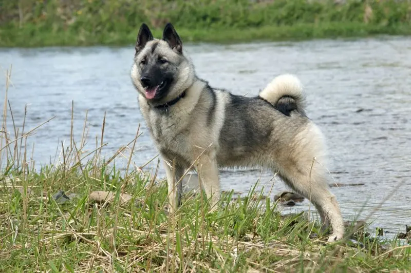 Hình ảnh chó Norwegian Elkhound 16