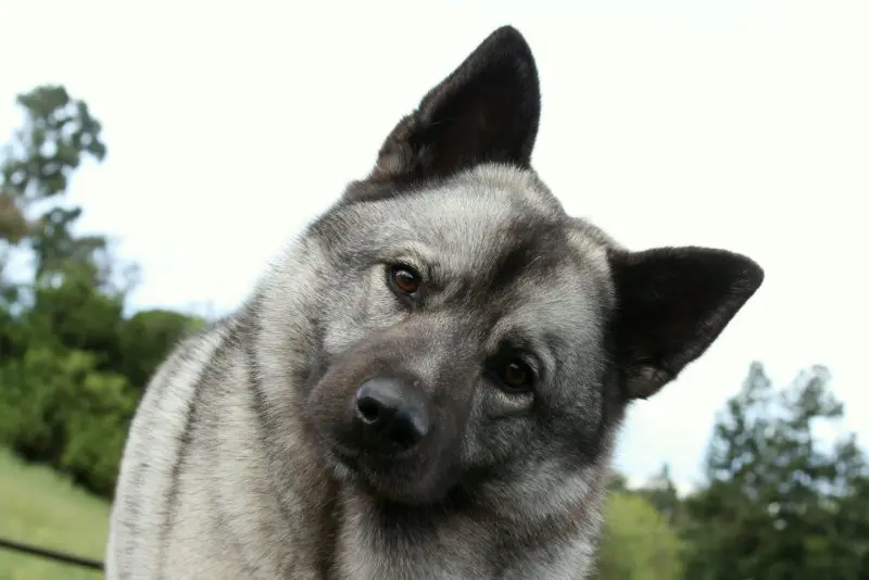 Hình ảnh chó Norwegian Elkhound 17