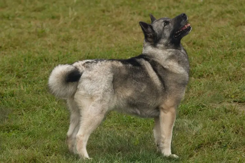 Hình ảnh chó Norwegian Elkhound 18