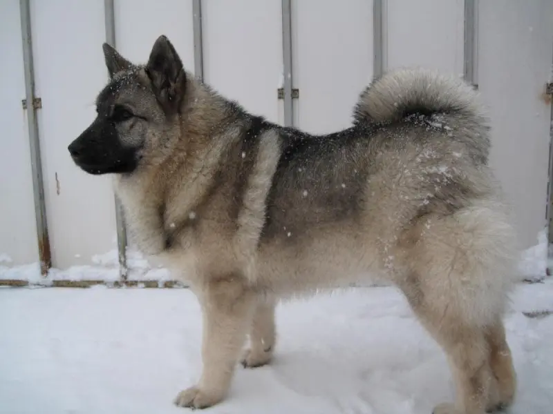 Hình ảnh chó Norwegian Elkhound 19