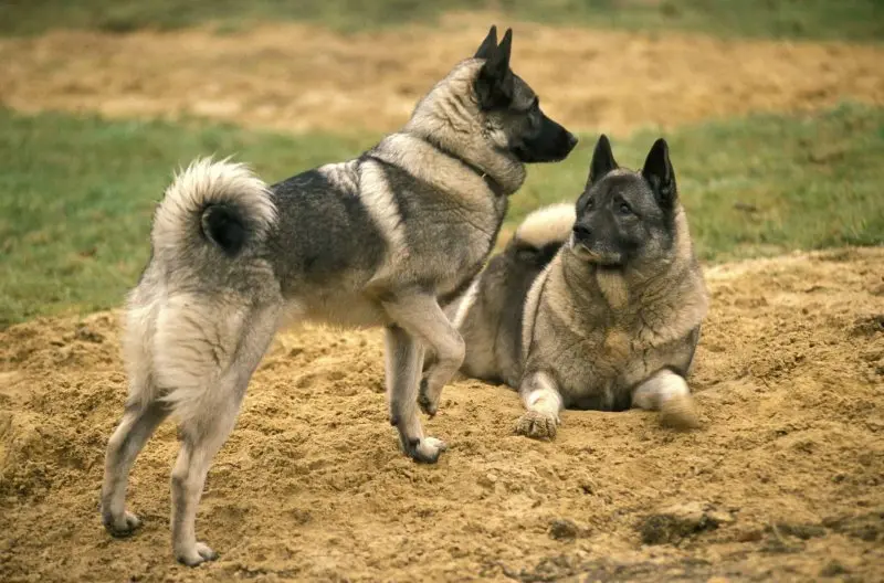 Hình ảnh chó Norwegian Elkhound 20