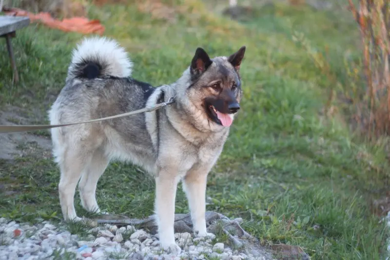 Hình ảnh chó Norwegian Elkhound 21