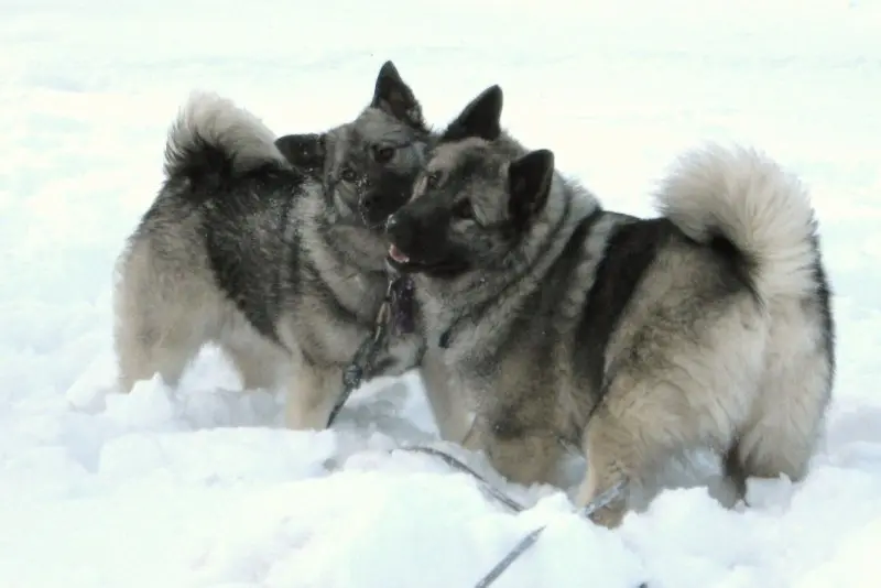 Hình ảnh chó Norwegian Elkhound 22