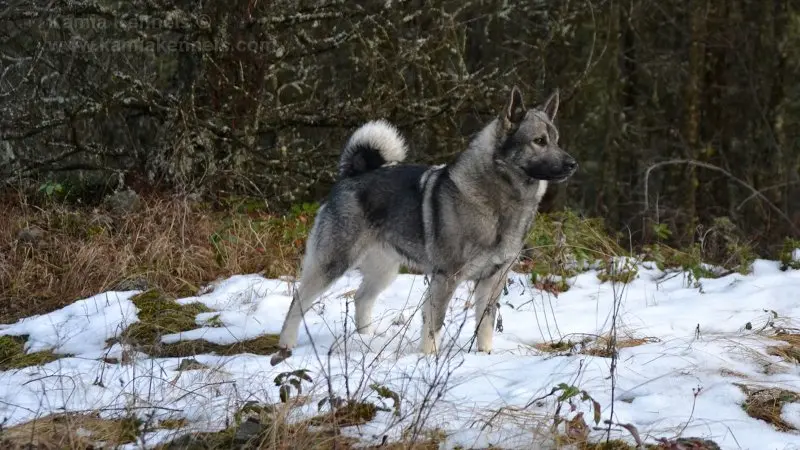 Hình ảnh chó Norwegian Elkhound 23