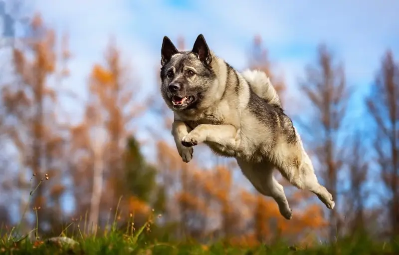 Hình ảnh chó Norwegian Elkhound 24