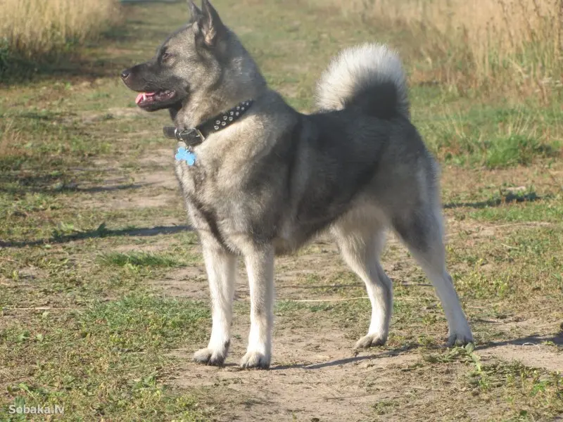 Hình ảnh chó Norwegian Elkhound 25