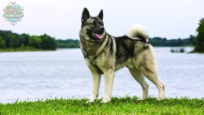 Chó Norwegian Elkhound có nguồn gốc từ đâu?