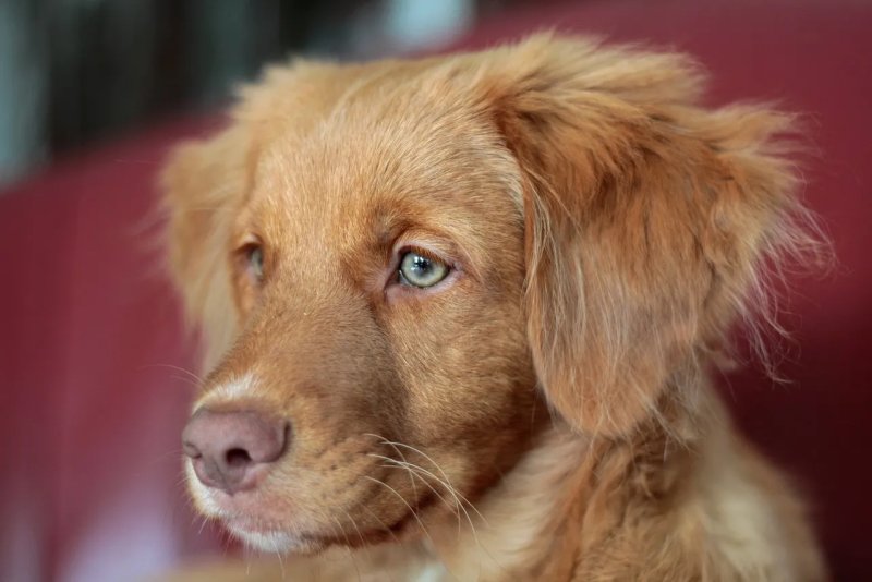 hình ảnh về chó Nova Scotia Duck Tolling Retriever 3