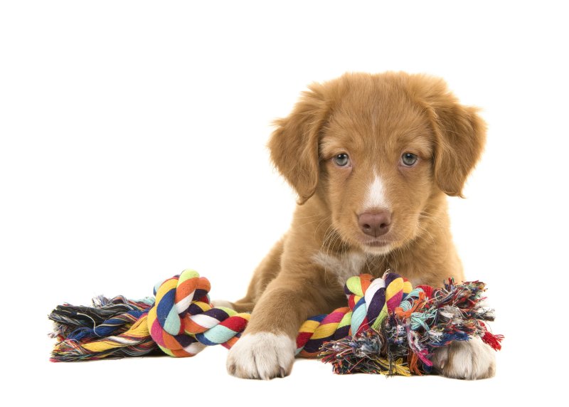 hình ảnh về chó Nova Scotia Duck Tolling Retriever 6