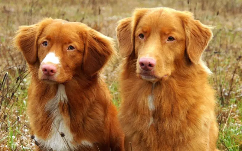 hình ảnh về chó Nova Scotia Duck Tolling Retriever 5