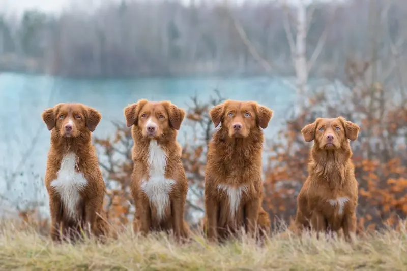 hình ảnh về chó Nova Scotia Duck Tolling Retriever 7