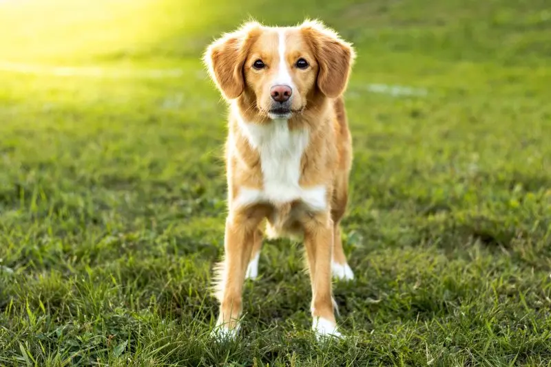 hình ảnh về chó Nova Scotia Duck Tolling Retriever 8