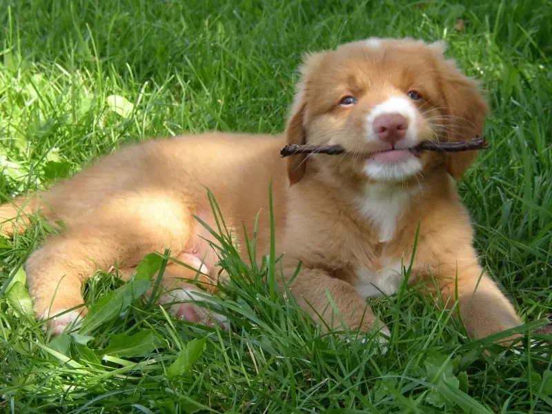 hình ảnh về chó Nova Scotia Duck Tolling Retriever 9