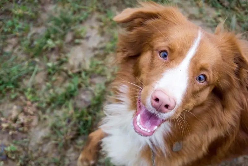 hình ảnh về chó Nova Scotia Duck Tolling Retriever 10