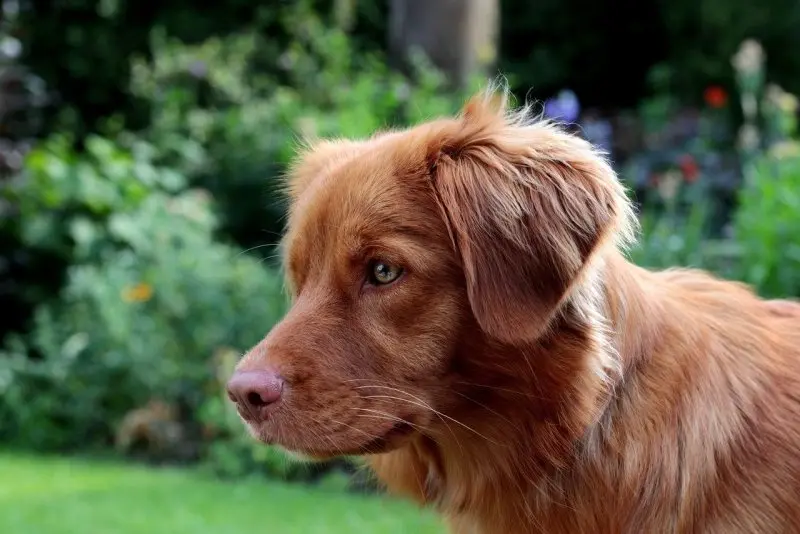 hình ảnh về chó Nova Scotia Duck Tolling Retriever 11