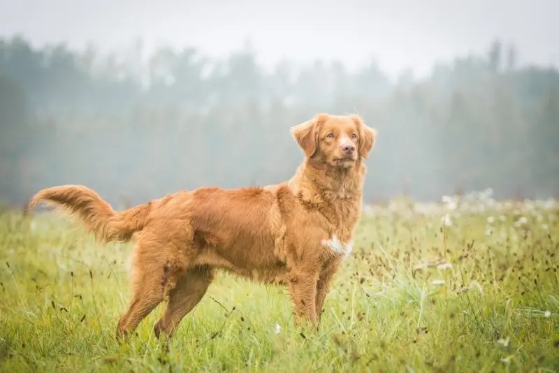 hình ảnh về chó Nova Scotia Duck Tolling Retriever 12