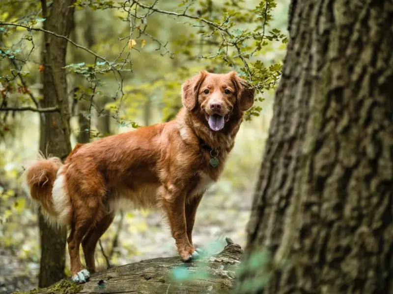 hình ảnh về chó Nova Scotia Duck Tolling Retriever 13