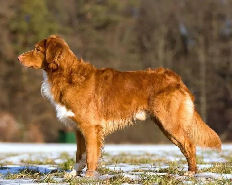 hình ảnh về chó Nova Scotia Duck Tolling Retriever 14