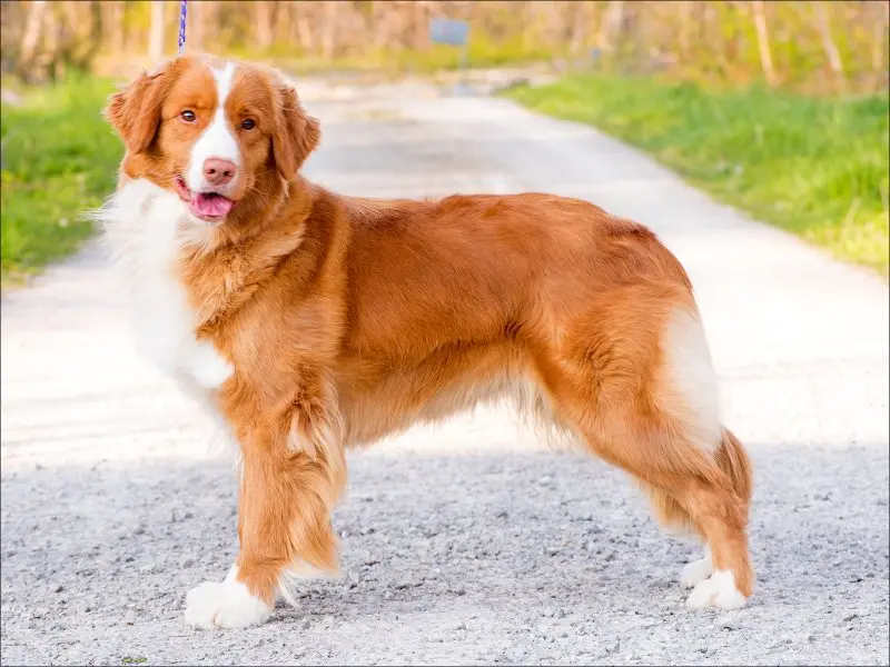 hình ảnh về chó Nova Scotia Duck Tolling Retriever 15