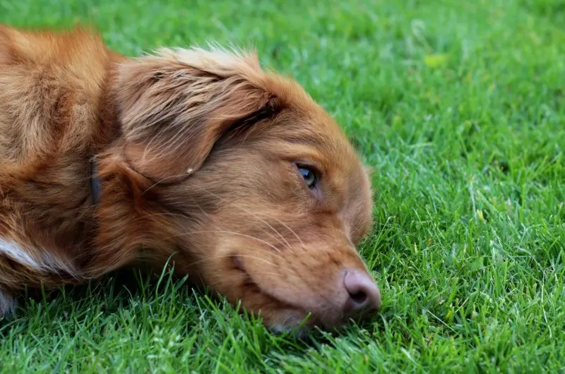 hình ảnh về chó Nova Scotia Duck Tolling Retriever 16