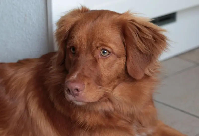 hình ảnh về chó Nova Scotia Duck Tolling Retriever 17