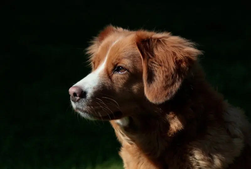 hình ảnh về chó Nova Scotia Duck Tolling Retriever 18