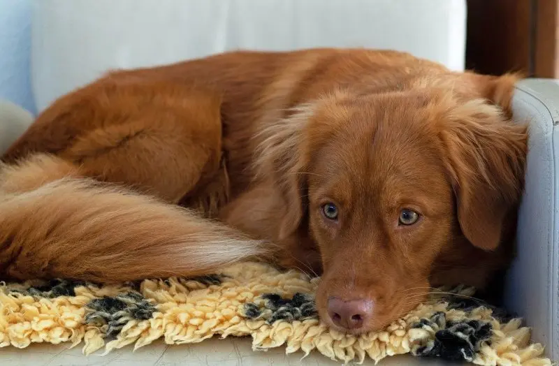 hình ảnh về chó Nova Scotia Duck Tolling Retriever 19