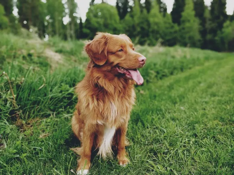 hình ảnh về chó Nova Scotia Duck Tolling Retriever 20