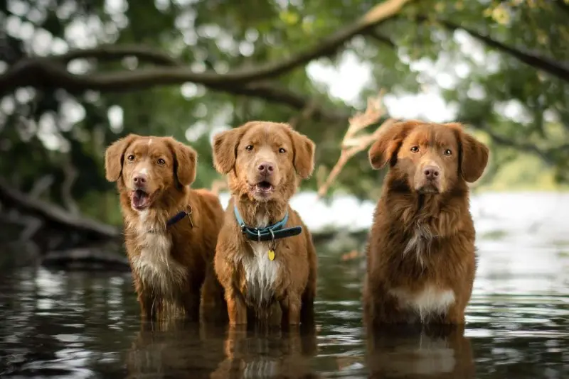 hình ảnh về chó Nova Scotia Duck Tolling Retriever 21