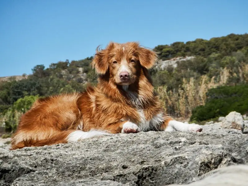 hình ảnh về chó Nova Scotia Duck Tolling Retriever 22