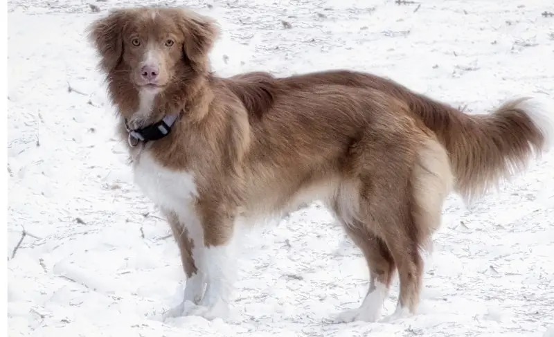 hình ảnh về chó Nova Scotia Duck Tolling Retriever 23