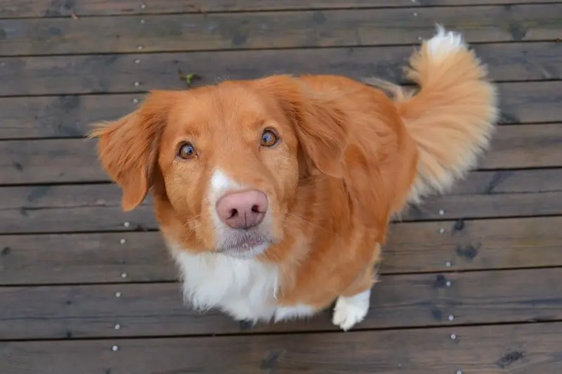 Hình ảnh về chó Nova Scotia Duck Tolling Retriever 24