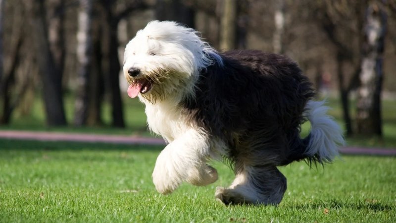 Đặc điểm của chó Old English Sheepdog 