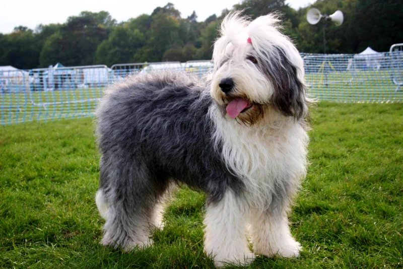 Cách chăm sóc chó Old English Sheepdog 3