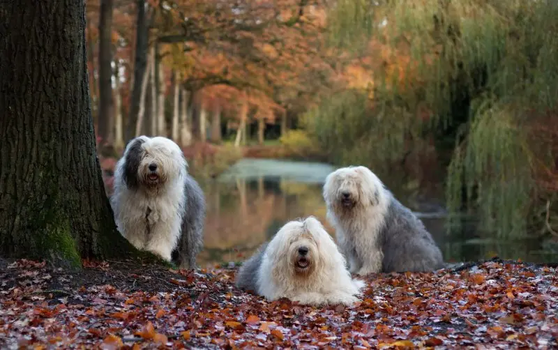 Cách chăm sóc chó Old English Sheepdog 1