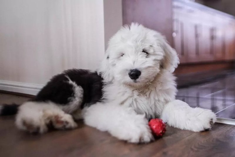 Cách chăm sóc chó Old English Sheepdog 2