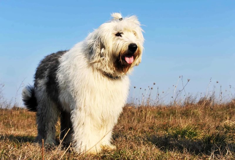 Giá bán chó Old English Sheepdog