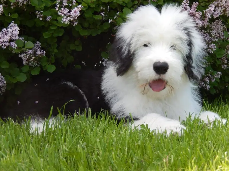 Hình ảnh chó Old English Sheepdog 4