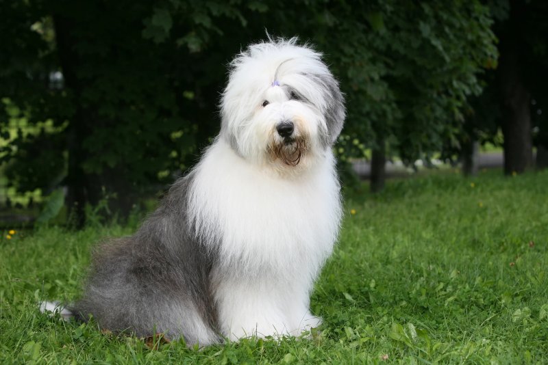 Hình ảnh chó Old English Sheepdog 3