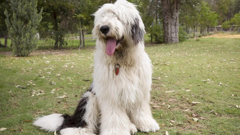 Hình ảnh chó Old English Sheepdog 6