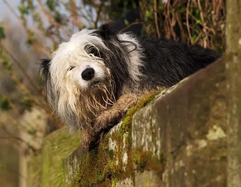 Hình ảnh chó Old English Sheepdog 9