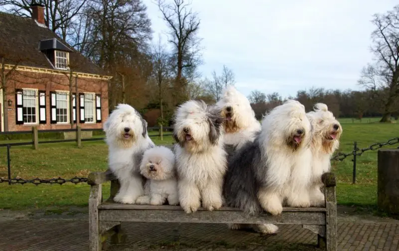 Hình ảnh chó Old English Sheepdog 10