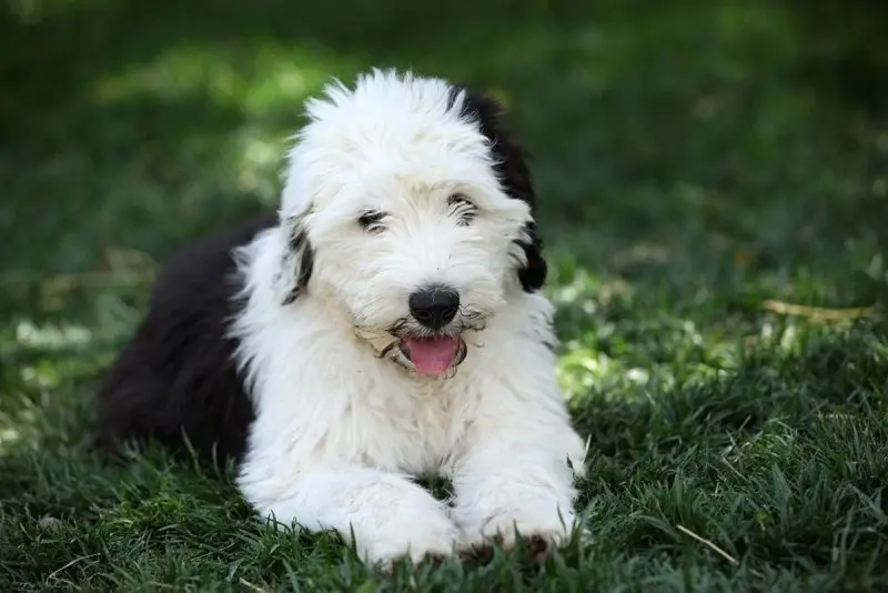 Hình ảnh chó Old English Sheepdog 11