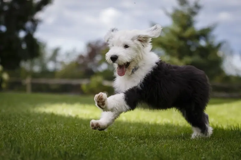 Hình ảnh chó Old English Sheepdog 13