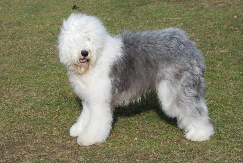 Hình ảnh chó Old English Sheepdog 14