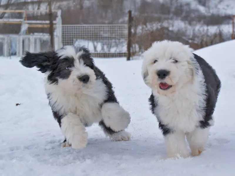 Hình ảnh chó Old English Sheepdog 15