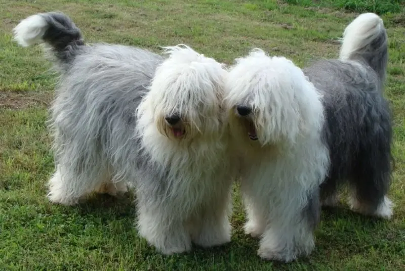 Hình ảnh chó Old English Sheepdog 16